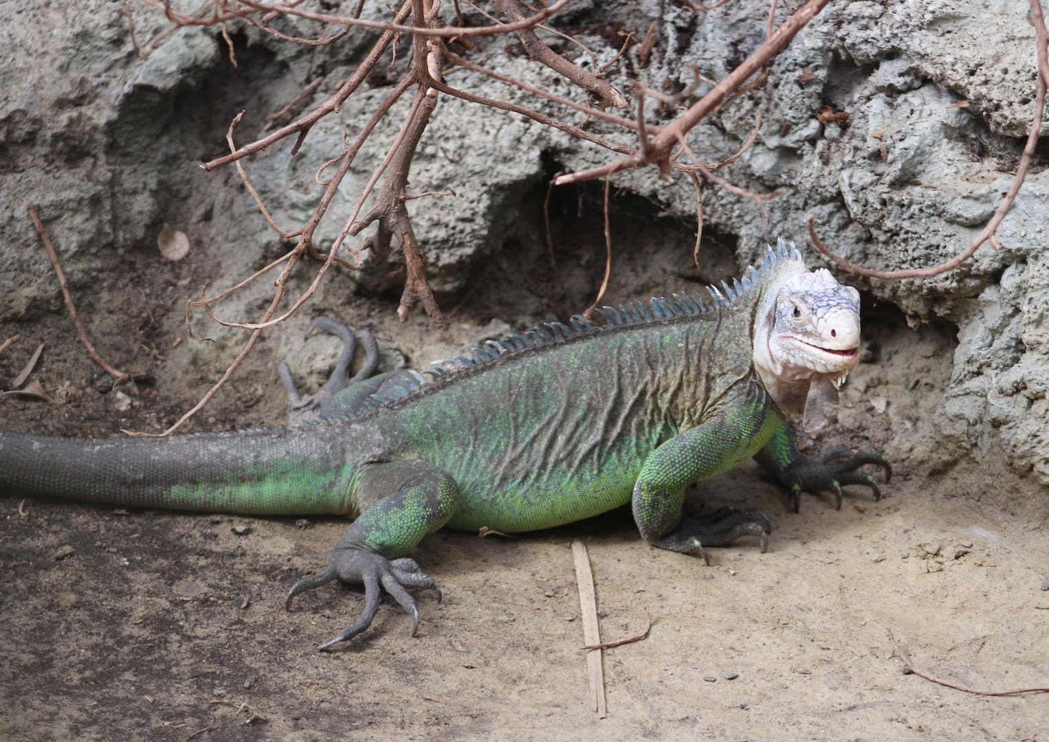 Lesser Antillean iguana