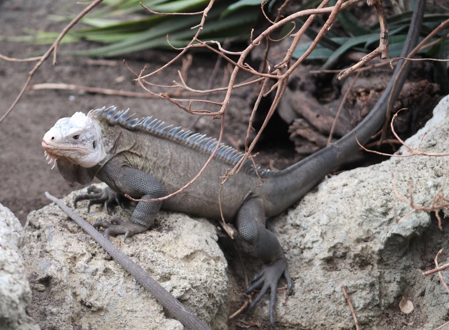 Lesser Antillean iguana
