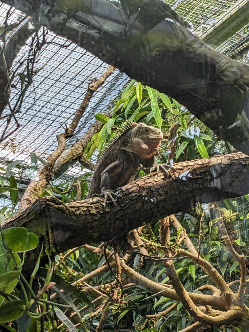 Lesser Antillean Iguana