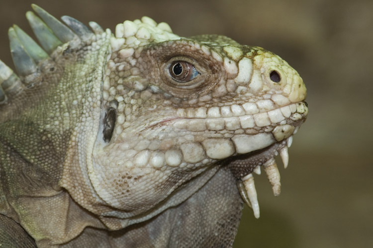 Lesser Antillean Iguana