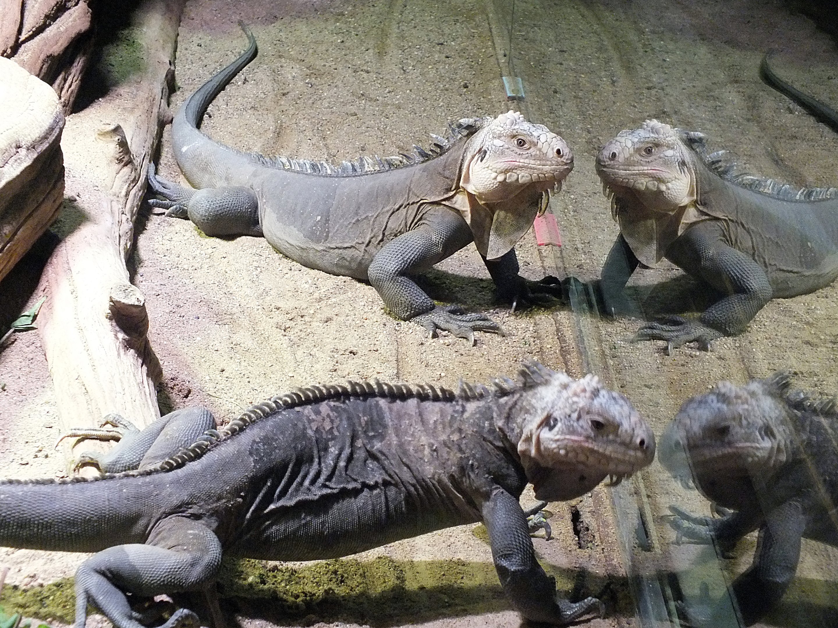Lesser Antillean iguanas