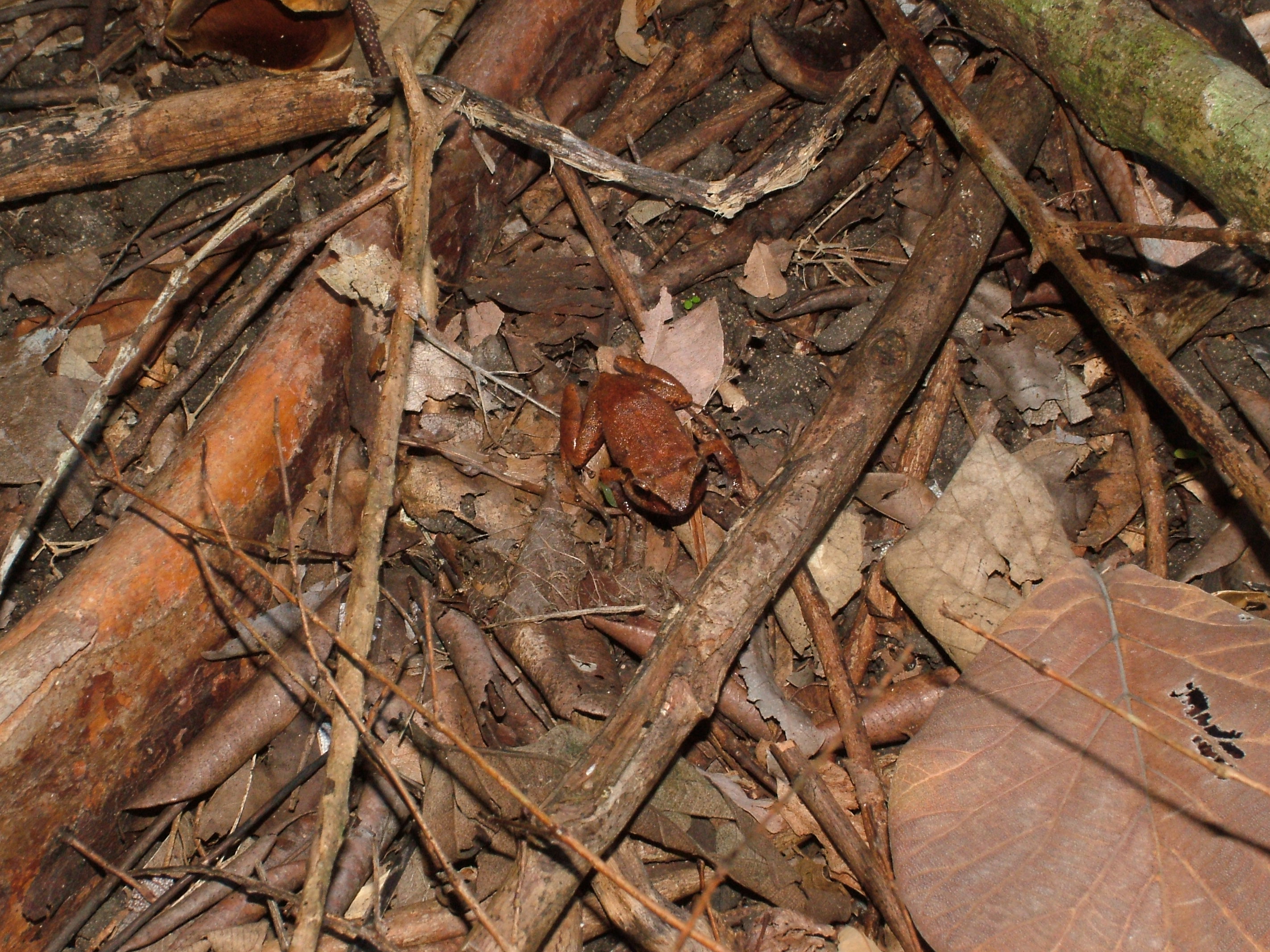 Lesser Antillean Whistling Frog, Dominica, 2007