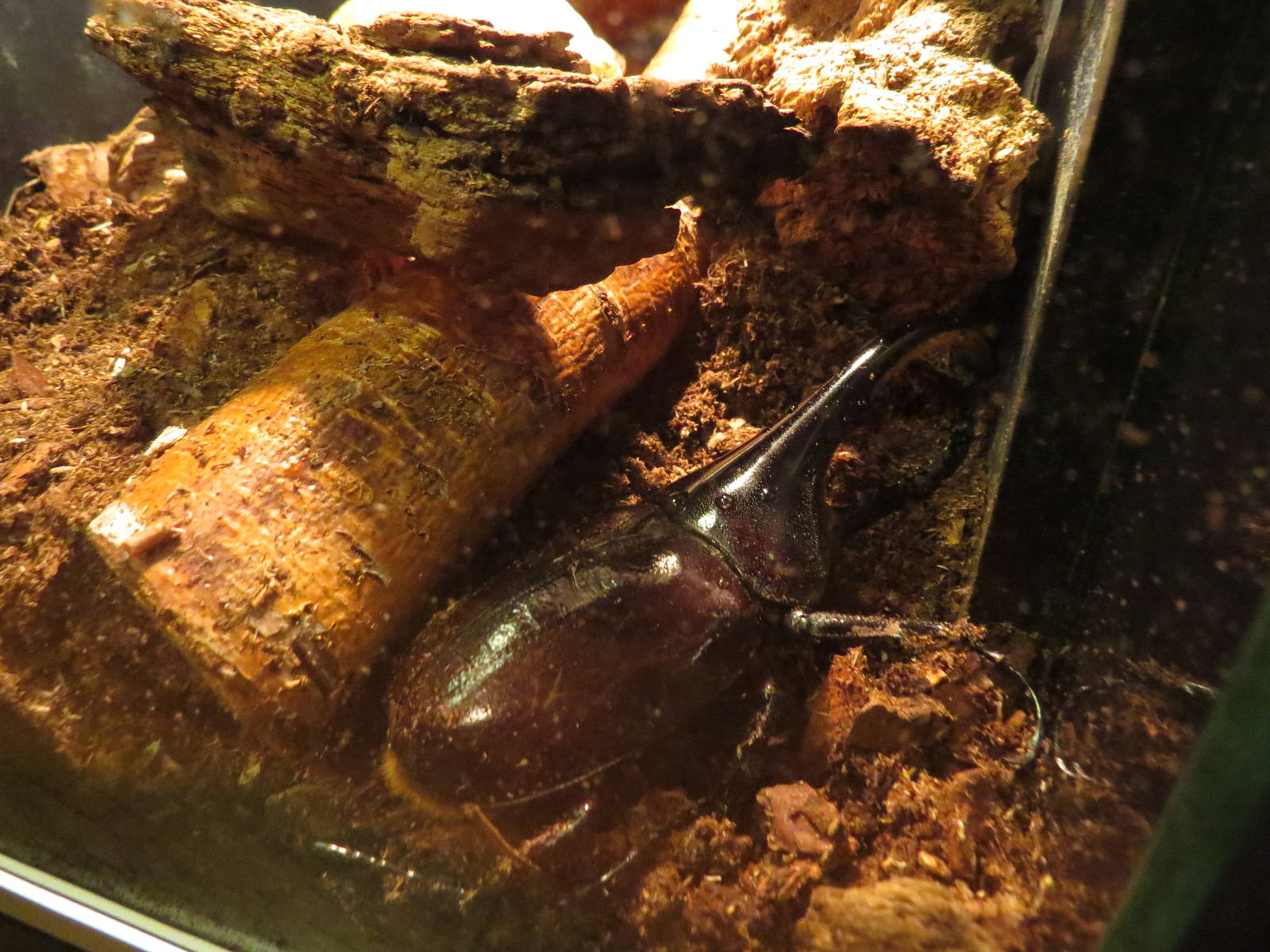 Lesser Antilles Hercules beetle, June 2015.