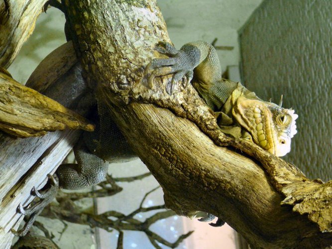 Lesser Antilles iguana at Durrell/Jersey