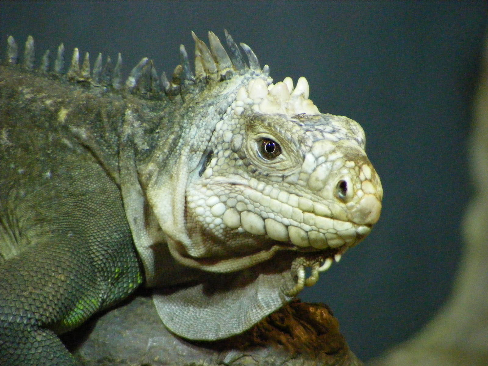 Lesser Antilles Iguana (Iguana delicatissima)