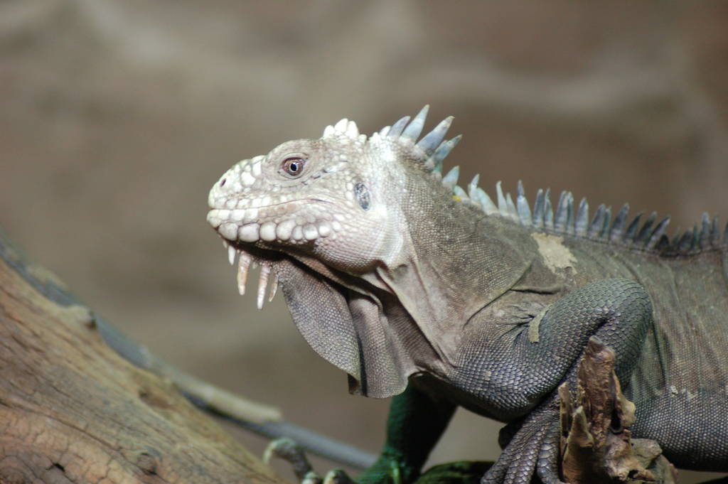 Lesser antilles iguana