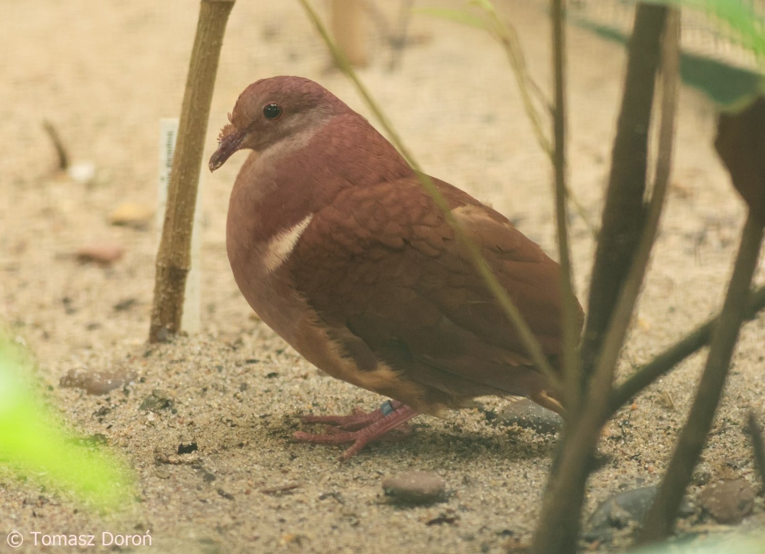 Lesser Antilles Ruddy Quail-Dove (Geotrygon montana martinica), October 2025