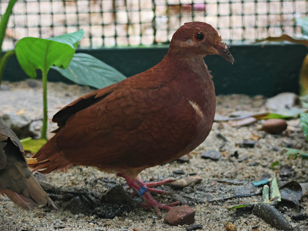 Lesser Antilles Ruddy quail-dove (Geotrygon montana martinica)