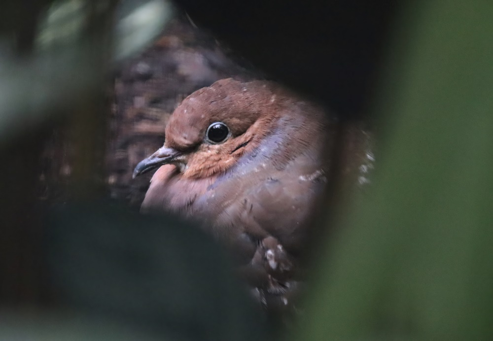 Lesser Antilles Zenaida dove (Zenaida aurita aurita)