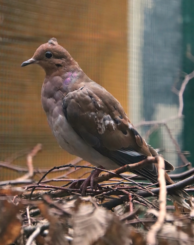 Lesser Antilles Zenaida dove (Zenaida aurita aurita)