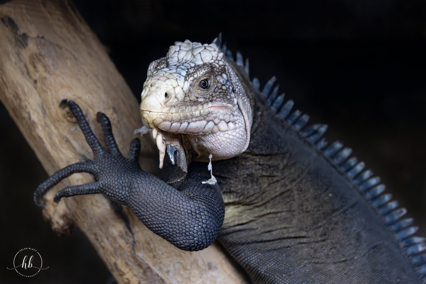 Lesser Antillian Iguana / Paignton / 15-3-24