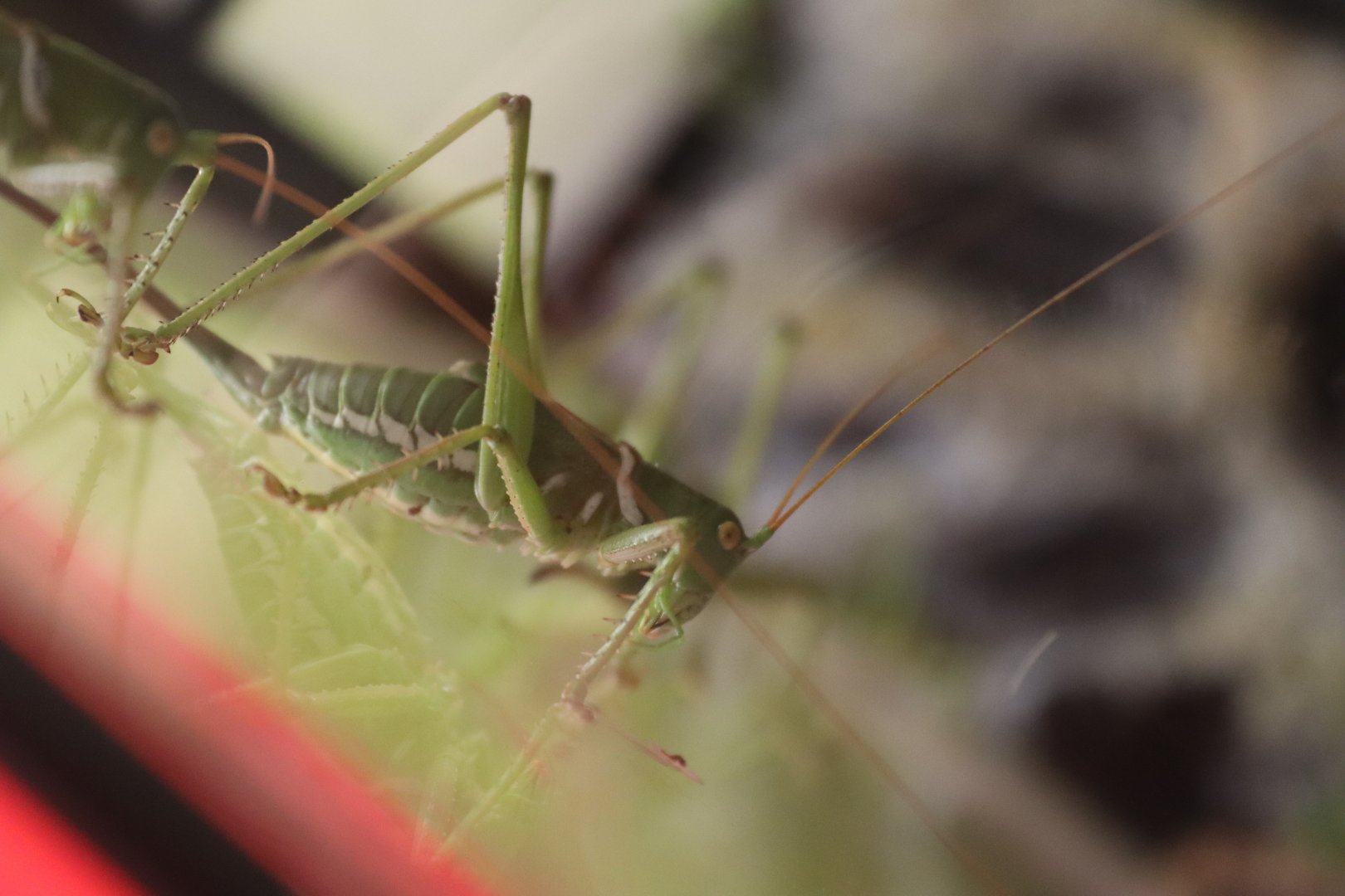 Lesser arid-land katydid (Neobarrettia victoriae) BugParc, 08/2024