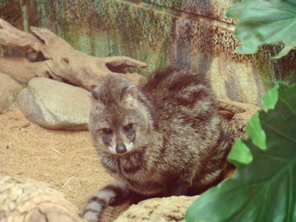 Lesser Asian Civet