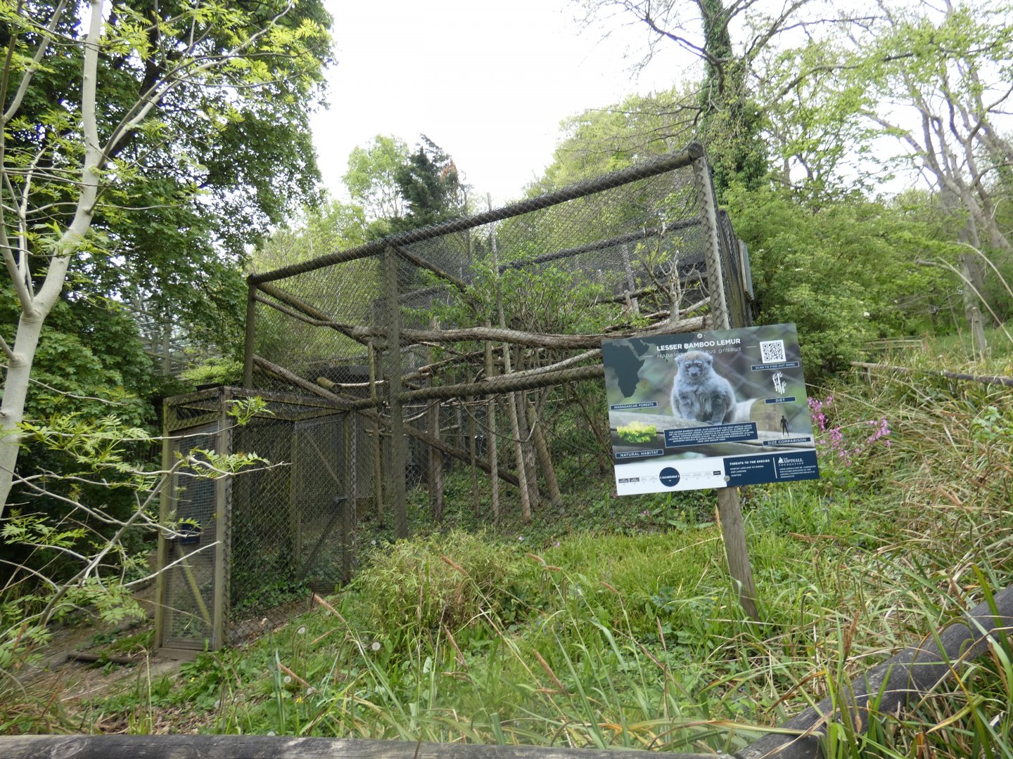 Lesser bamboo lemur enclosure