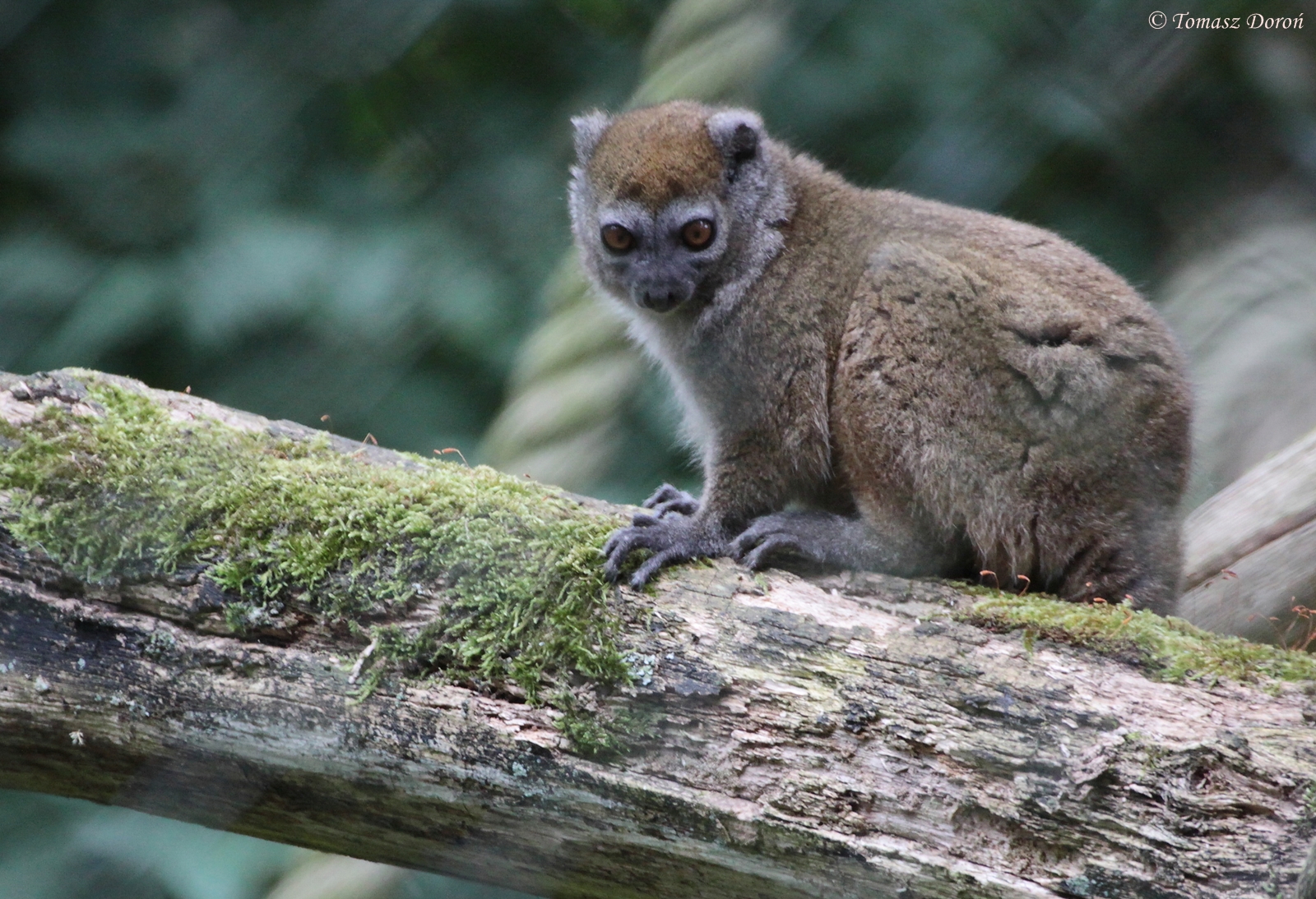 Lesser Bamboo Lemur (Hapalemur griseus griseus)