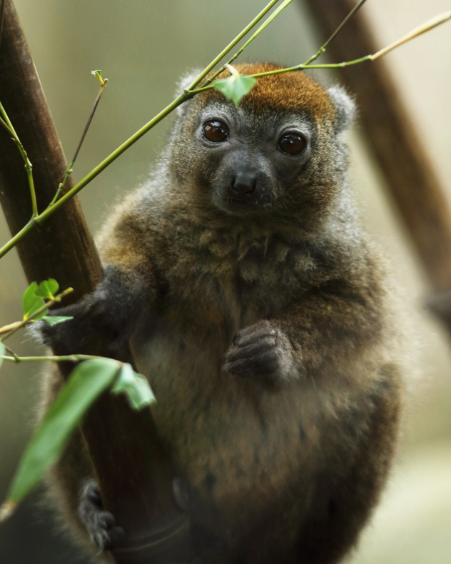 Lesser Bamboo Lemur