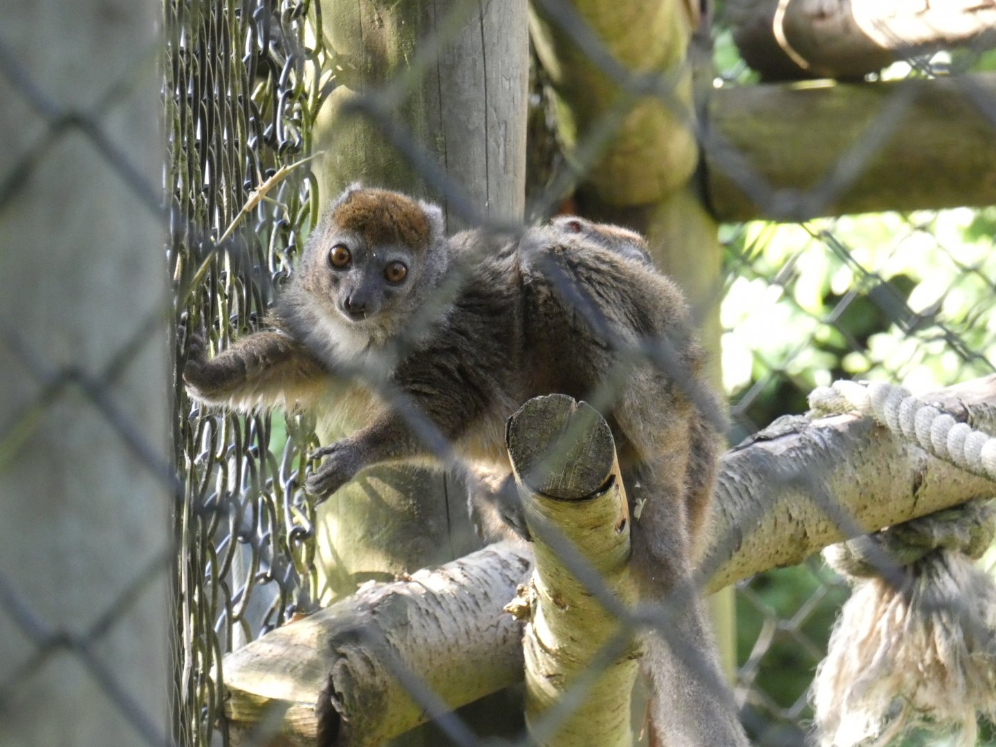 Lesser bamboo lemur
