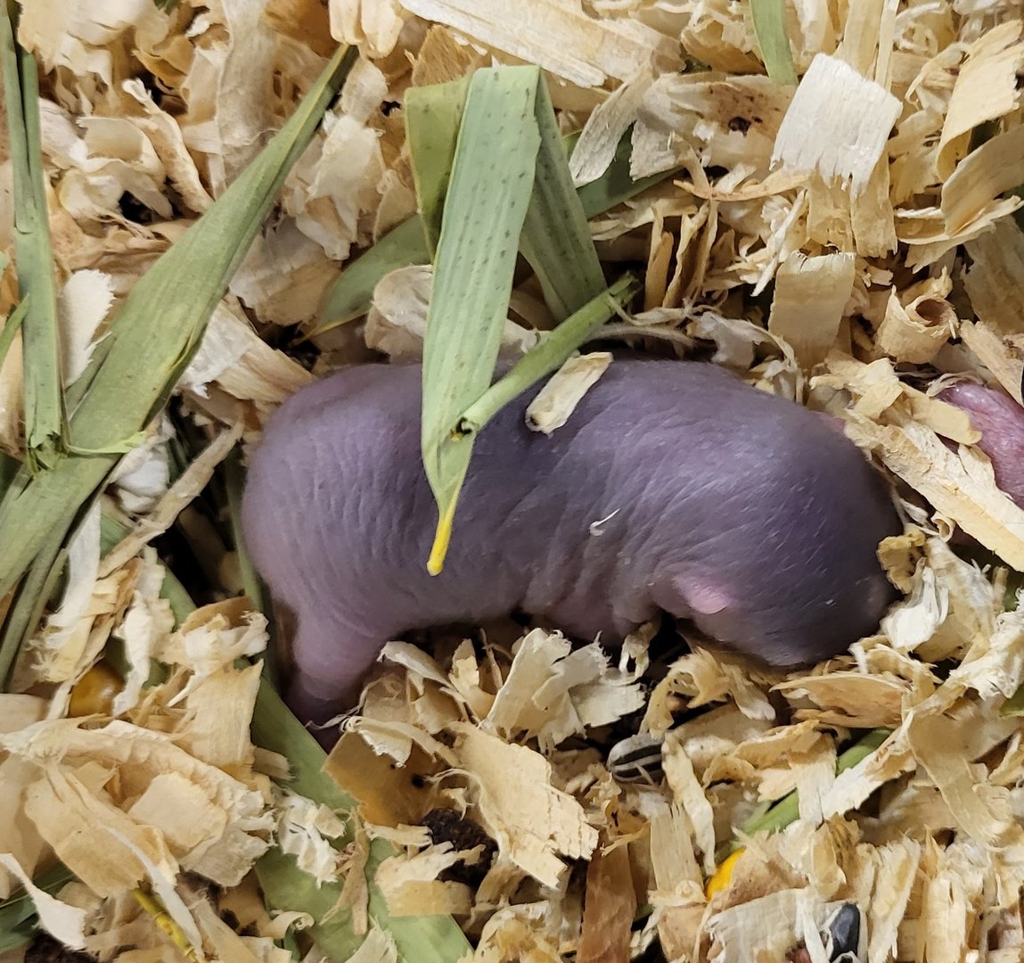 Lesser bamboo rat baby - 7 days old