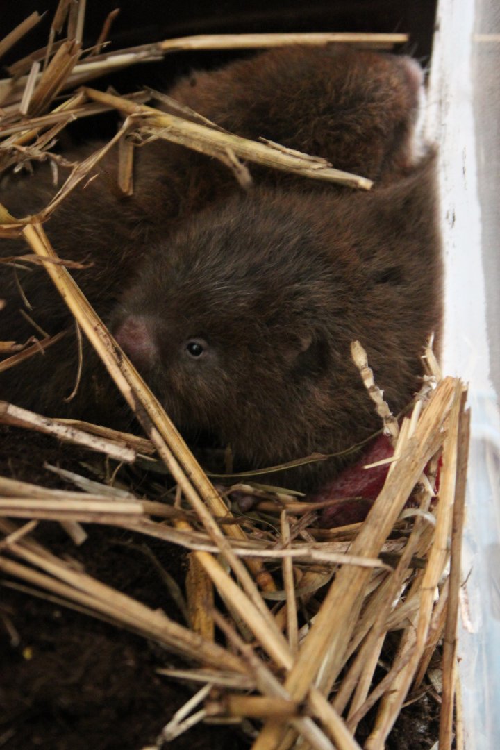 Lesser bamboo rat (Cannomys badius)
