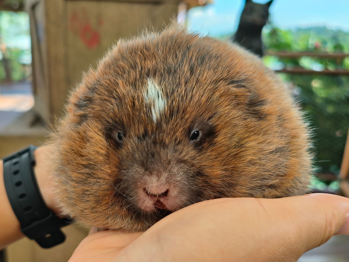 Lesser Bamboo Rat (Cannomys badius)