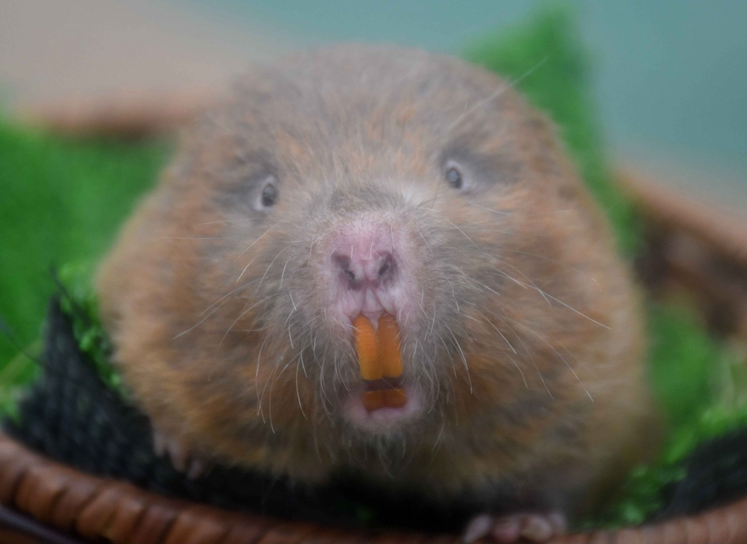 Lesser Bamboo Rat (Cannomys badius)