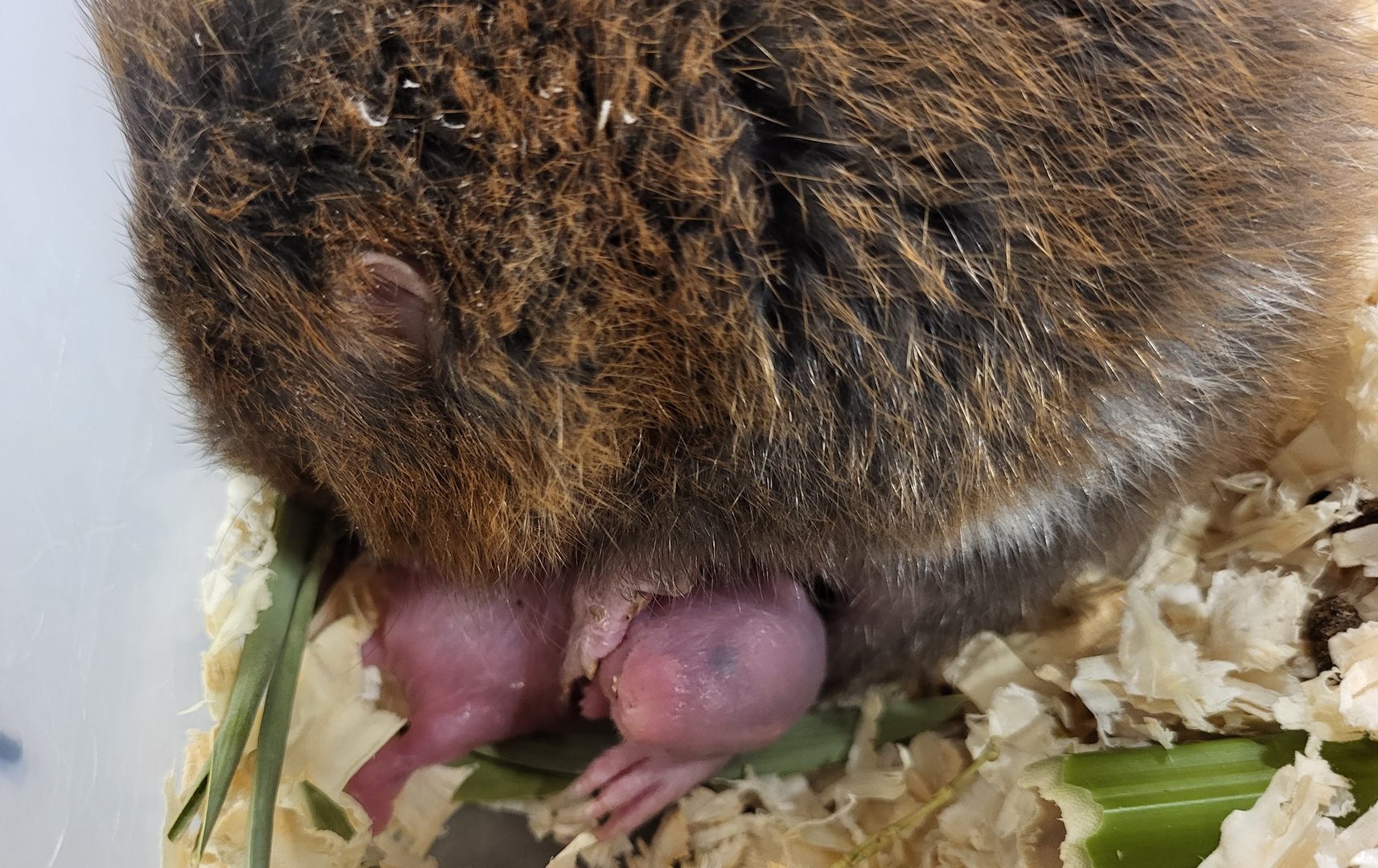 Lesser bamboo rat with young