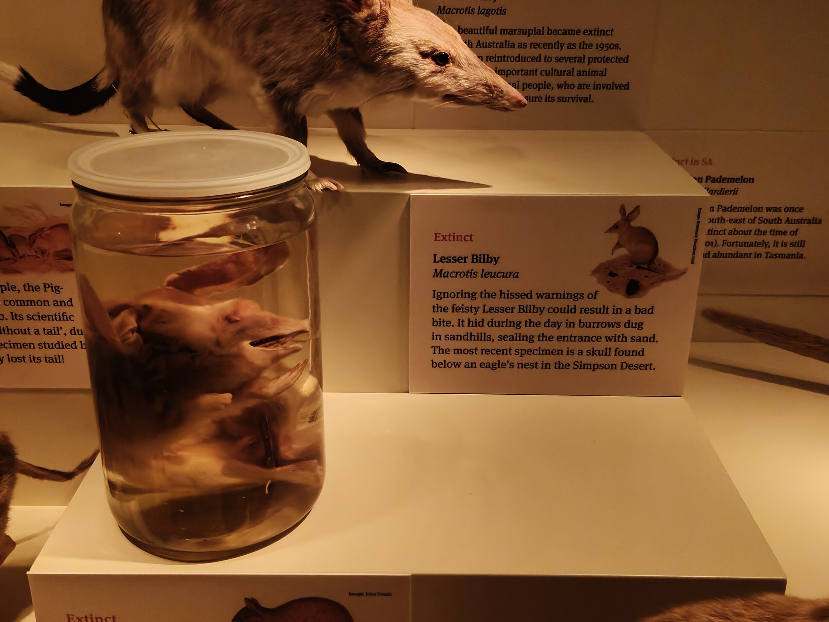 Lesser Bilby (Macrotis leucura)