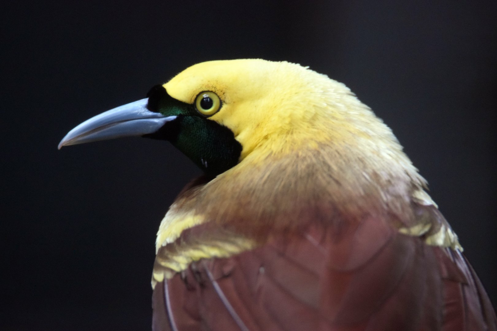 Lesser bird of paradise, 19.10.2019