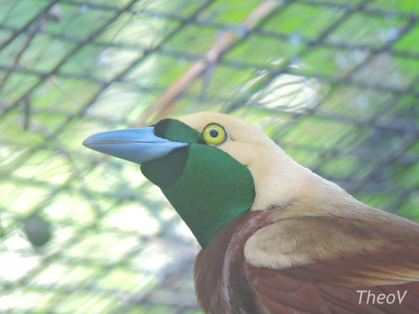 Lesser bird-of-paradise [2016]