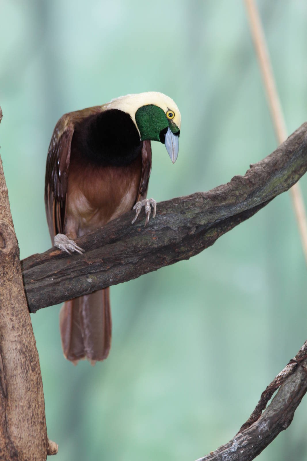 Lesser Bird Of Paradise - Apr 2014
