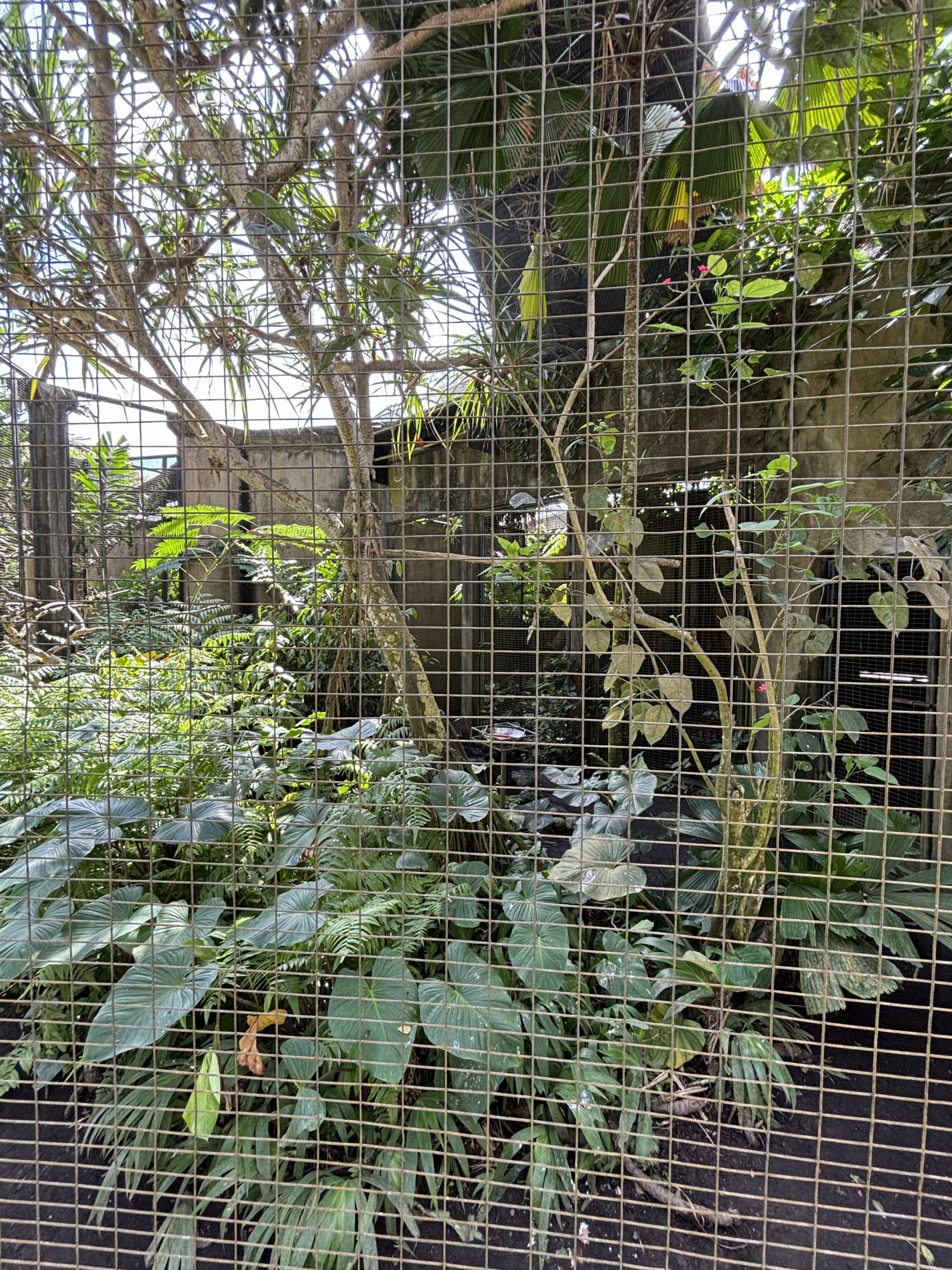 Lesser Bird of Paradise Aviary #1