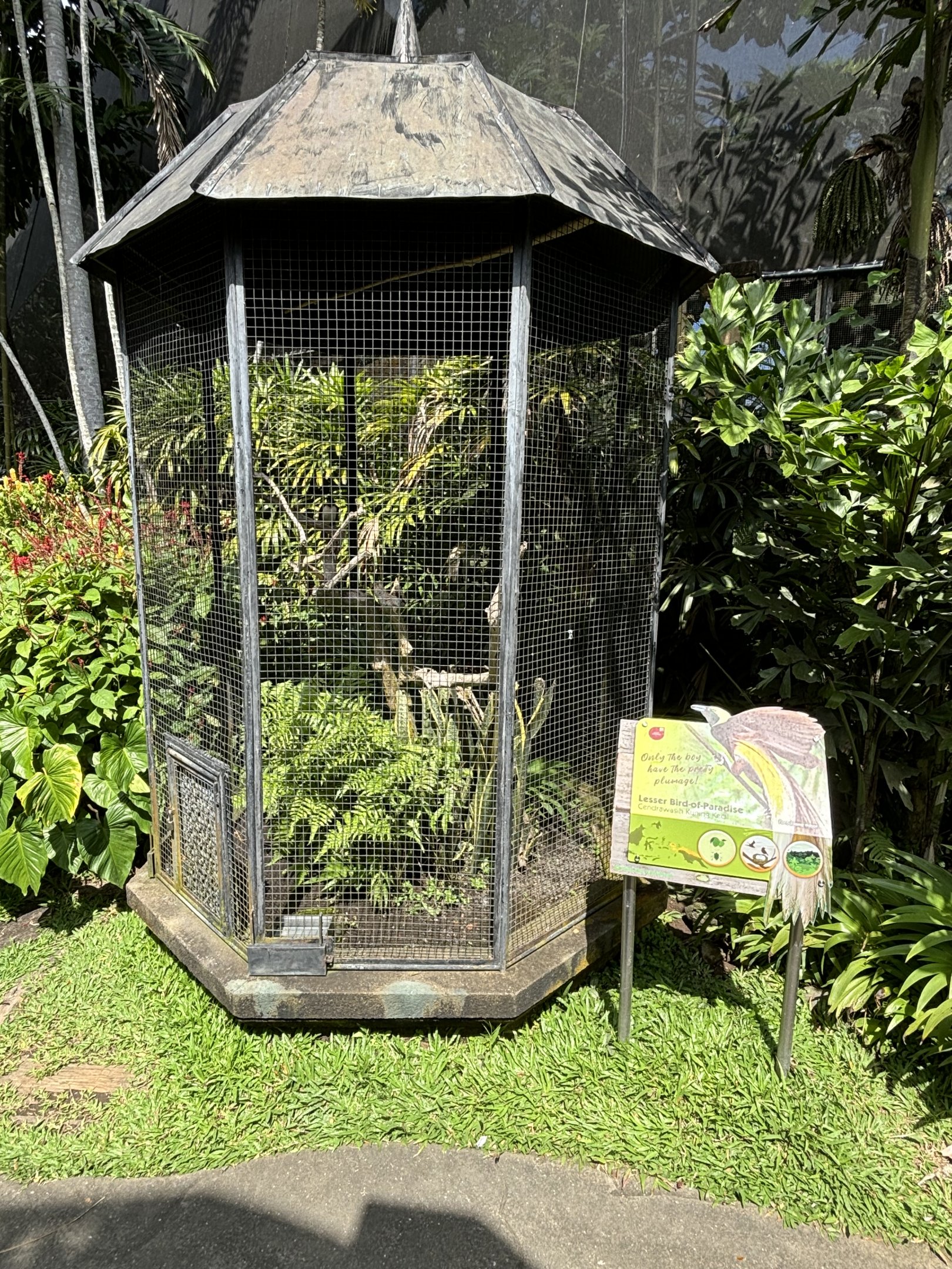 Lesser Bird of Paradise Aviary #2