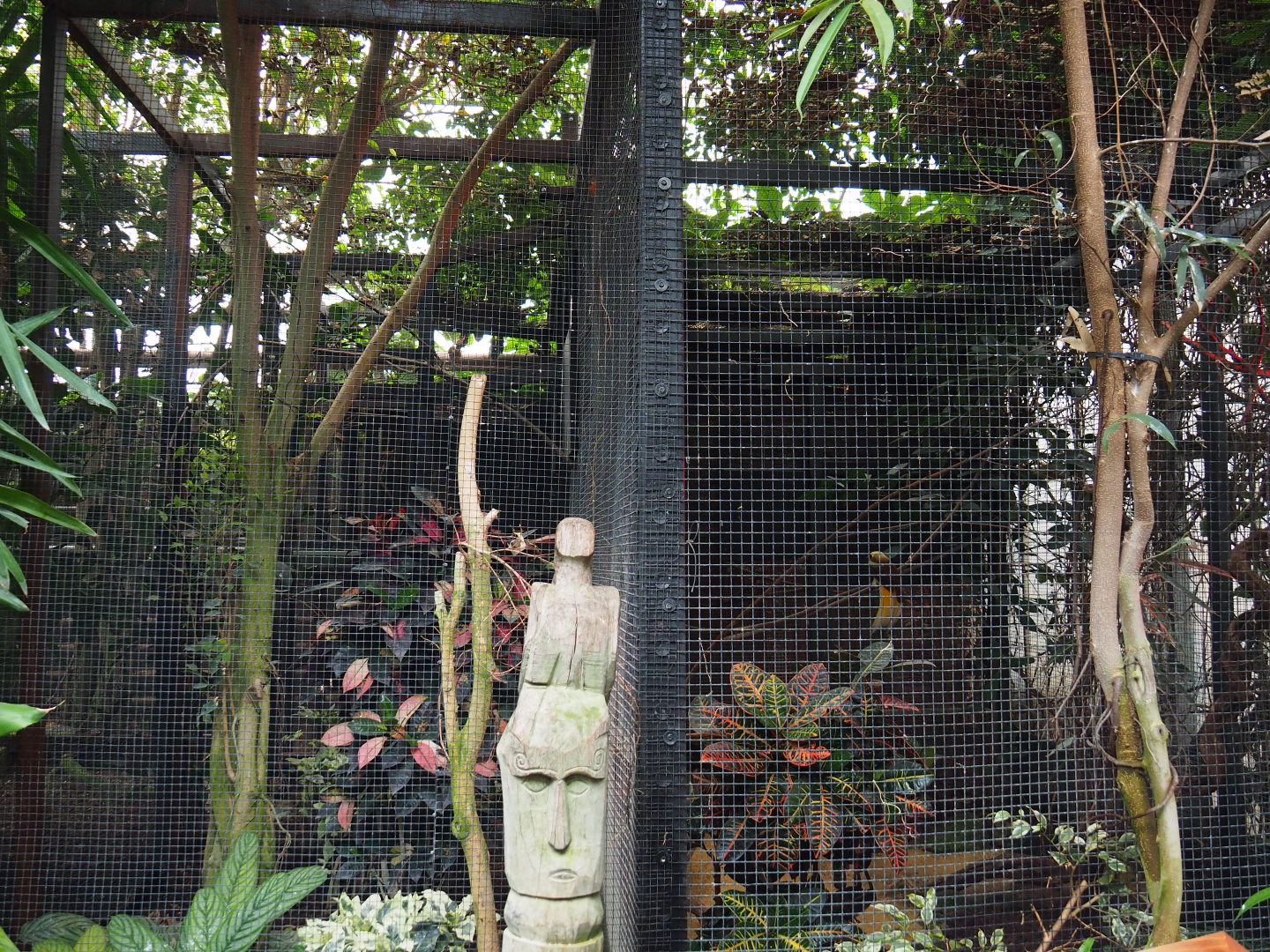 Lesser bird-of-paradise aviary complex, 2019-10-05