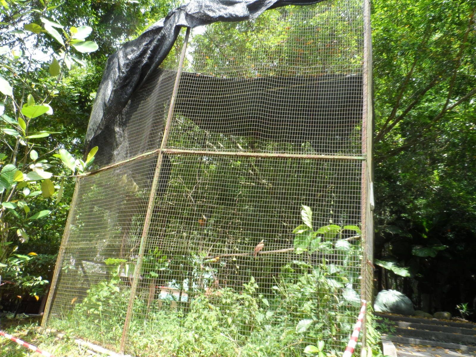 Lesser Bird-of-Paradise Aviary