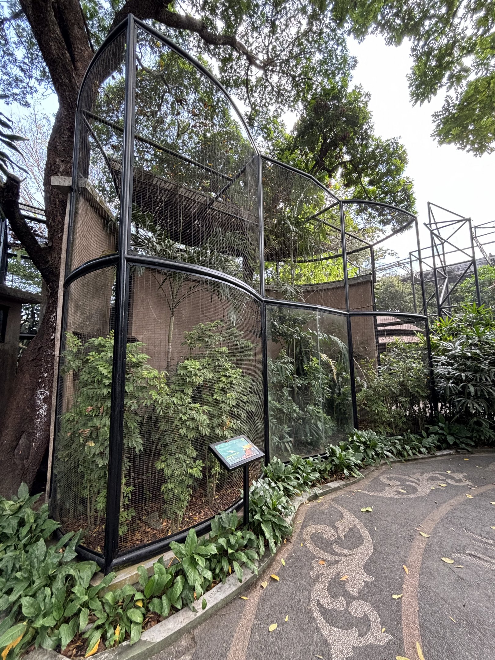 Lesser Bird of Paradise Aviary