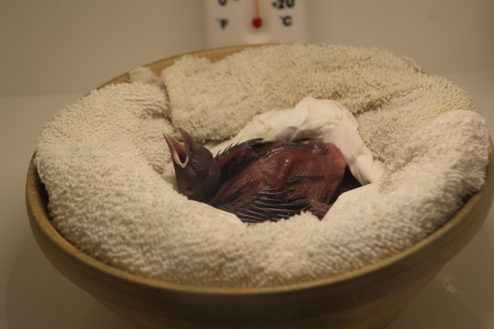 Lesser Bird-of-Paradise Chick