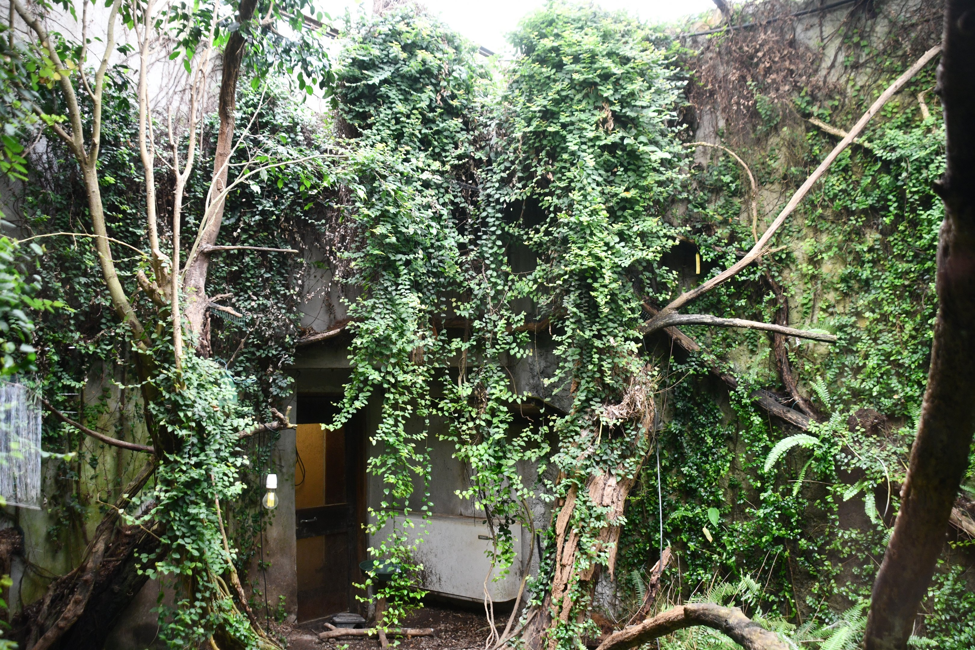 Lesser Bird of Paradise exhibit