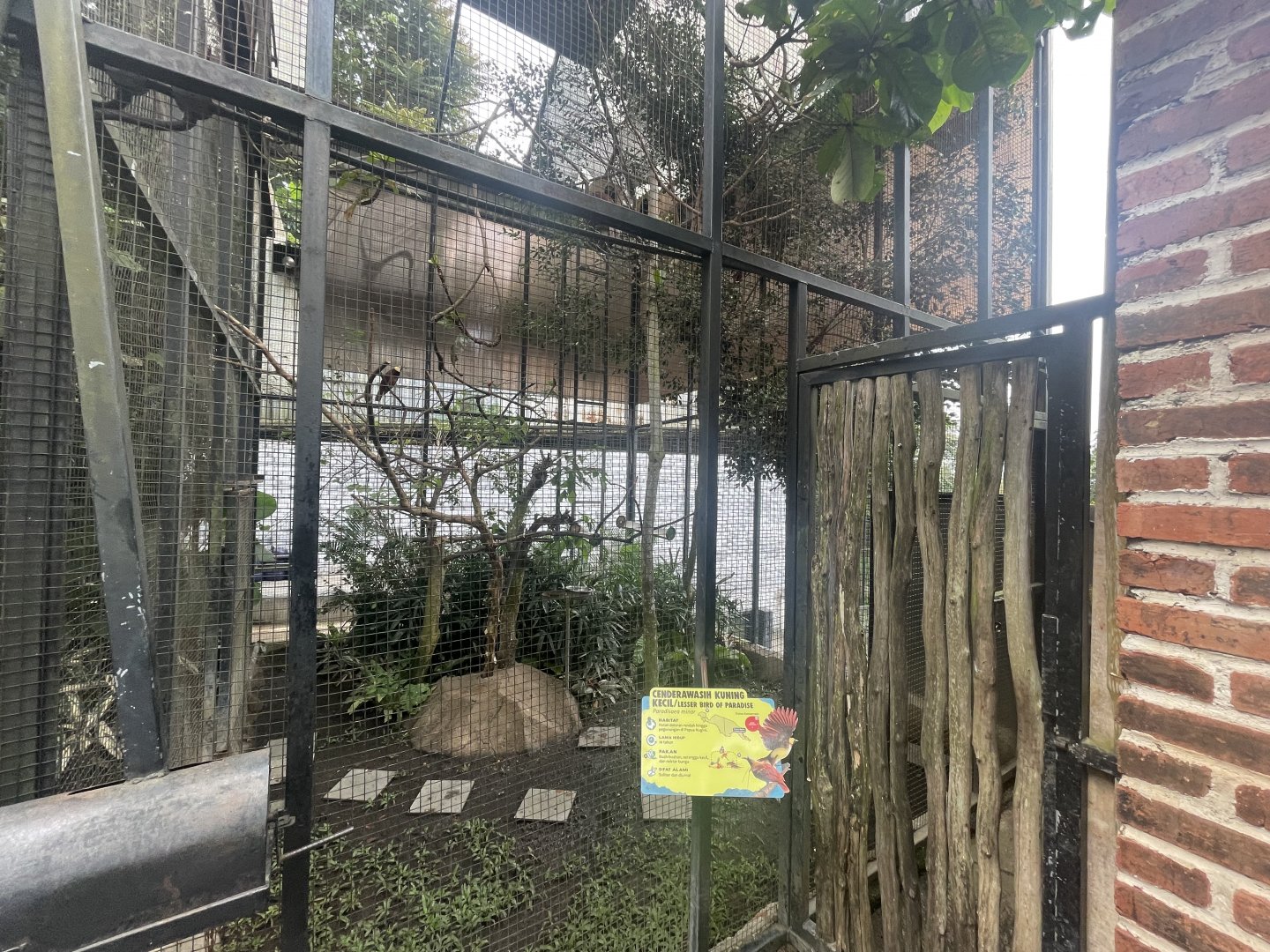 lesser bird-of-paradise exhibit