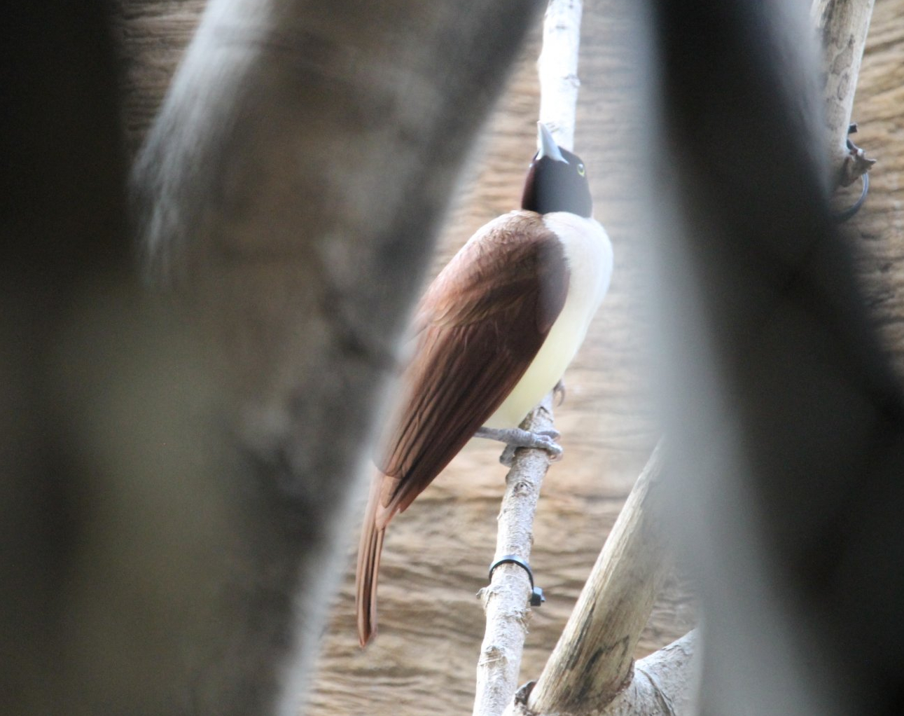 Lesser bird-of-paradise female (Paradisaea minor)