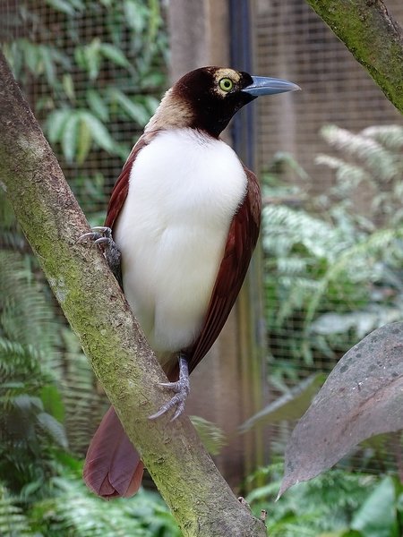 Lesser bird-of-paradise female