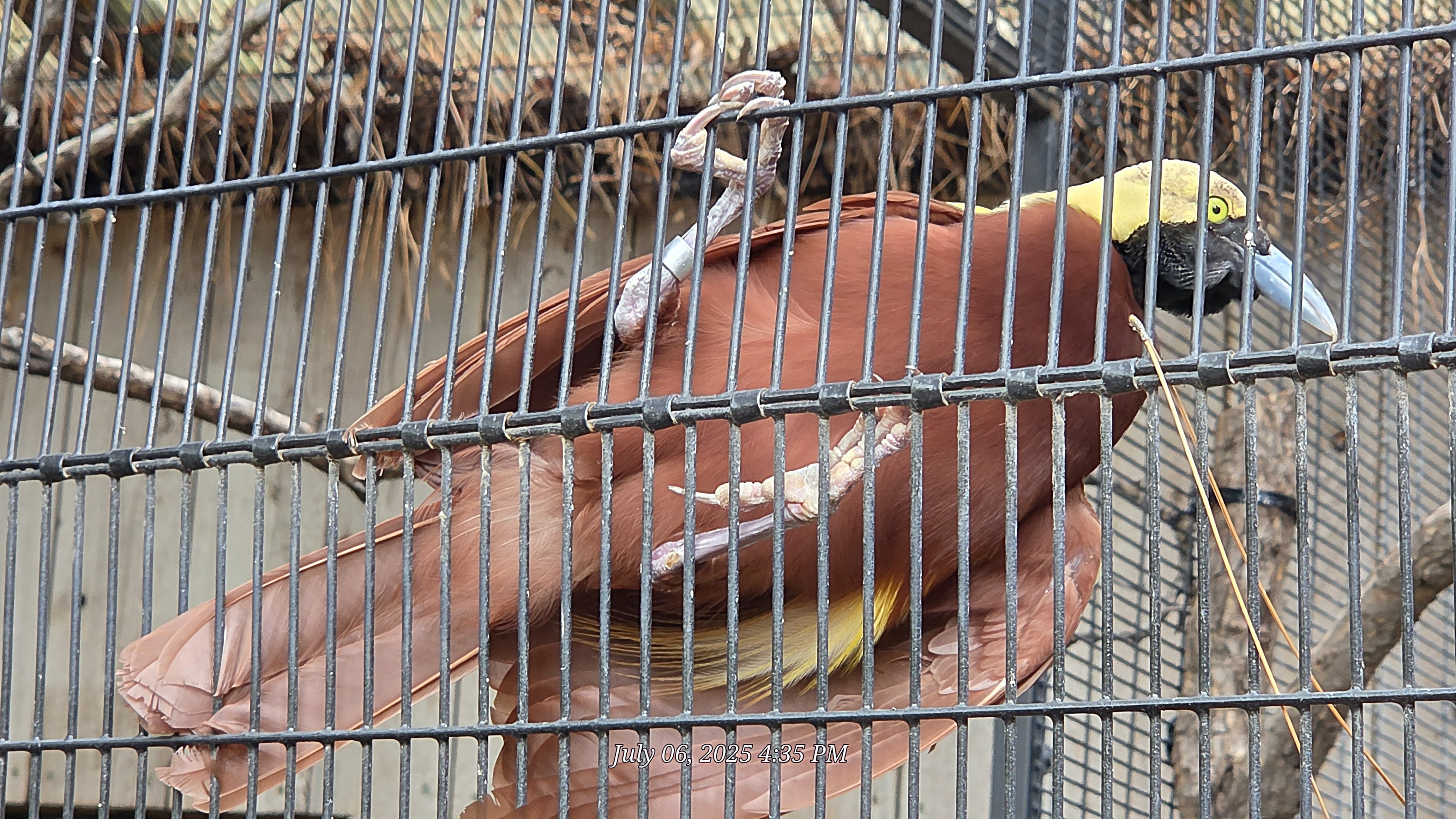 Lesser Bird-Of-Paradise - Fort Worth Zoo