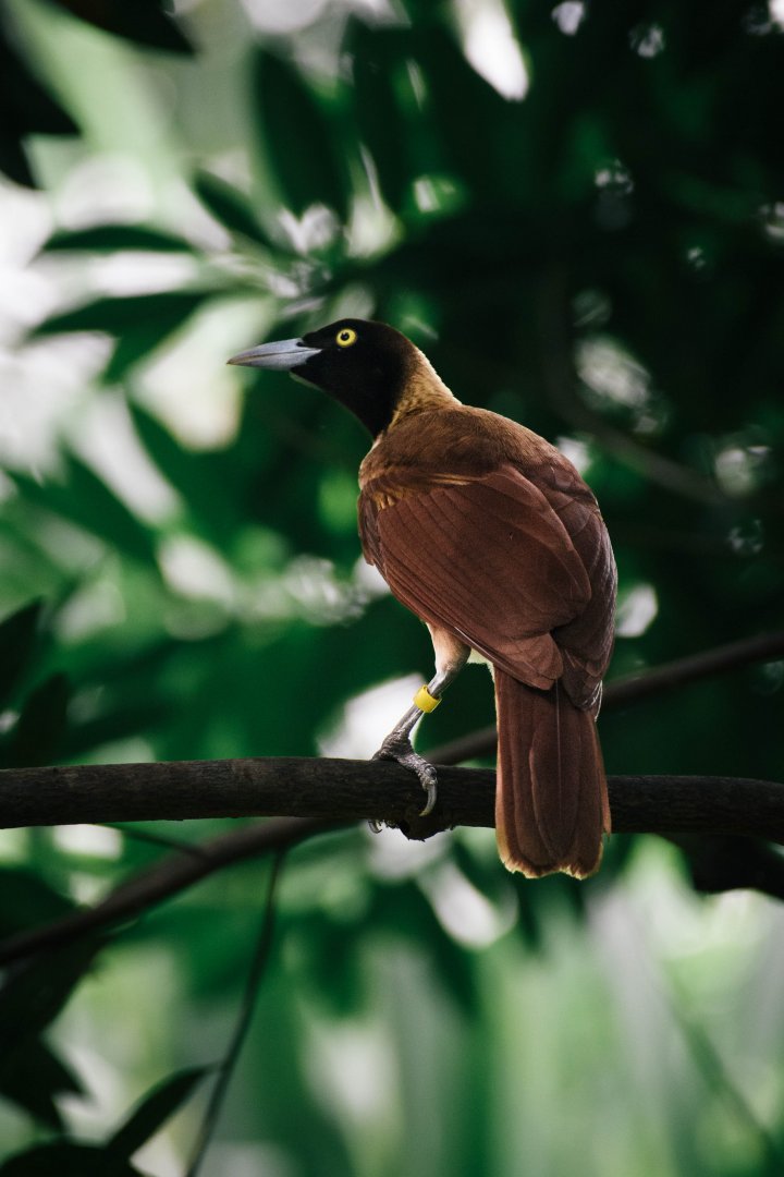 Lesser Bird of Paradise (immature)