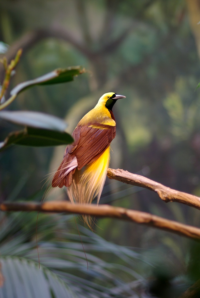 Lesser Bird-of-paradise in Everland zoo