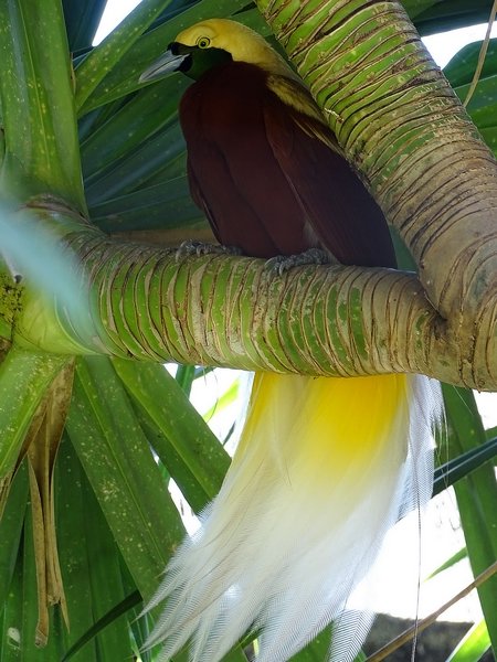 Lesser bird-of-paradise male