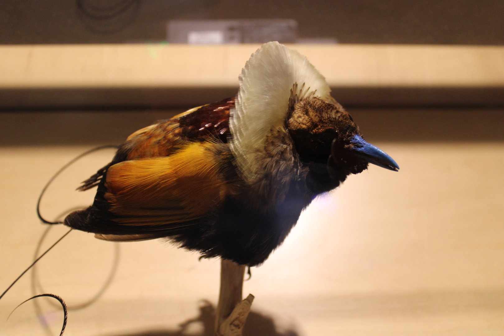 Lesser Bird-of-Paradise Mount (Paradisaea minor)