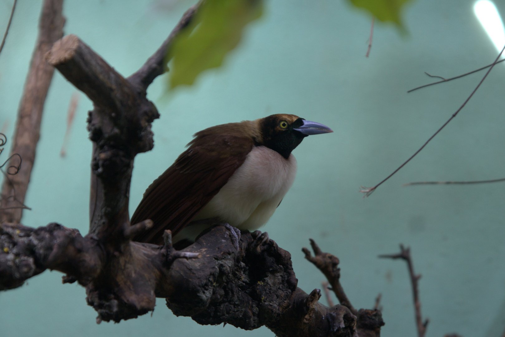 Lesser Bird-of-paradise (Paradisaea minor), 13-09-25
