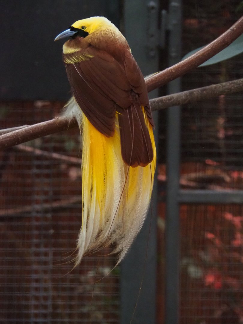 Lesser bird-of-paradise (Paradisaea minor), 2019-10-05