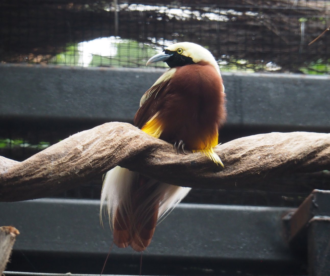 Lesser Bird-of-paradise (Paradisaea minor), 2020-09-03