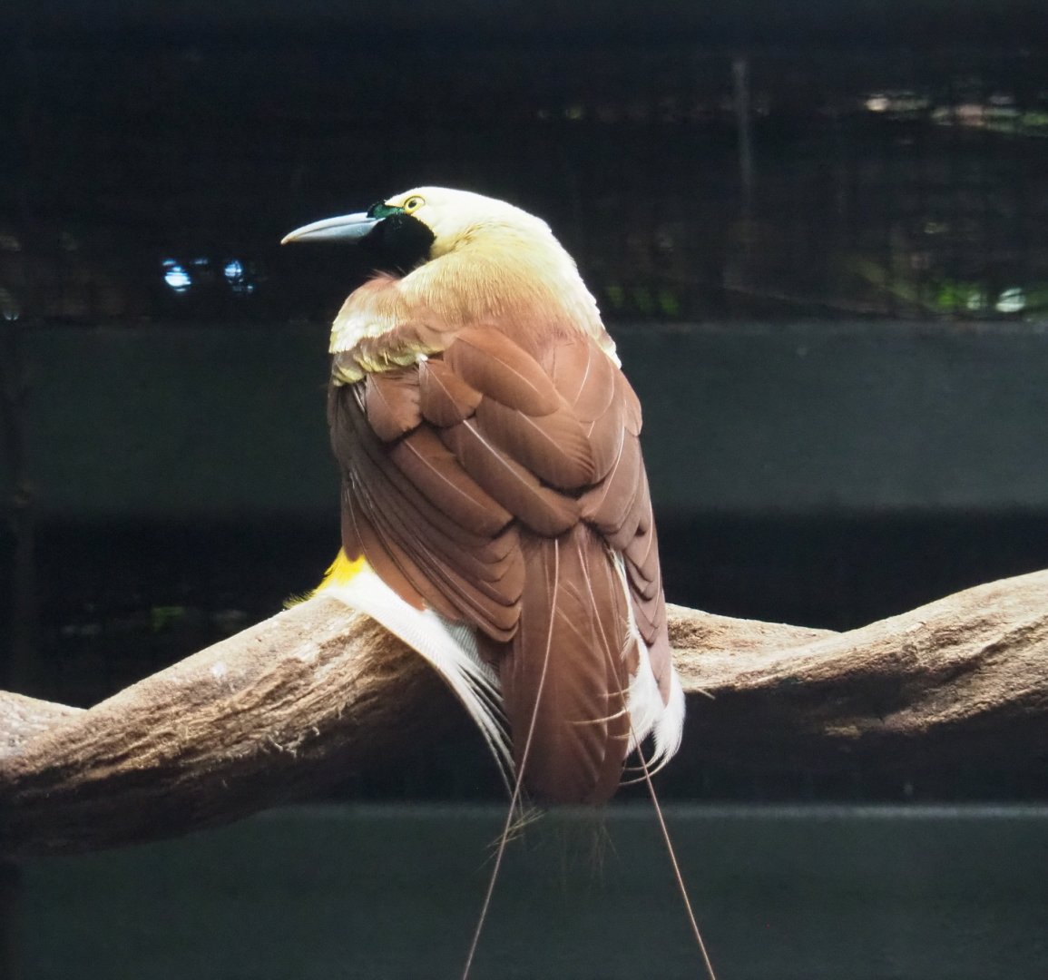 Lesser Bird-of-paradise (Paradisaea minor), 2021-09-03