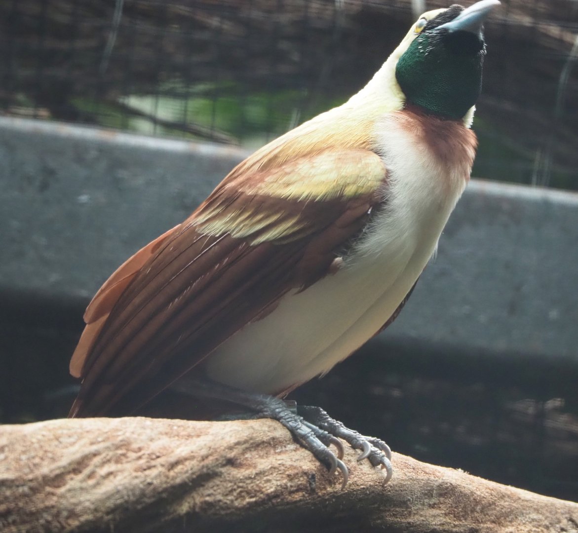 Lesser bird-of-paradise (Paradisaea minor), 2022-06-28